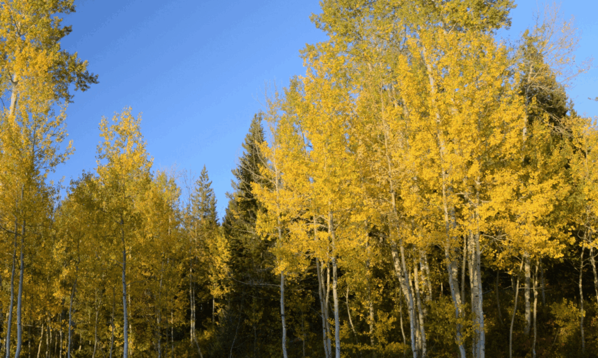 Aspen Creek